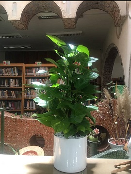اخبار و اطلاعیه
